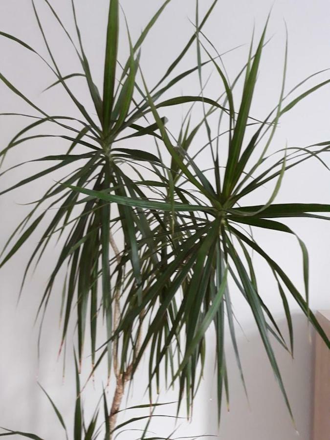Apartament W Sercu Warmii I オルシュティン エクステリア 写真